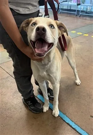 A young medium-sized male Husky dog named Tuski for adoption in Van Nuys, CA