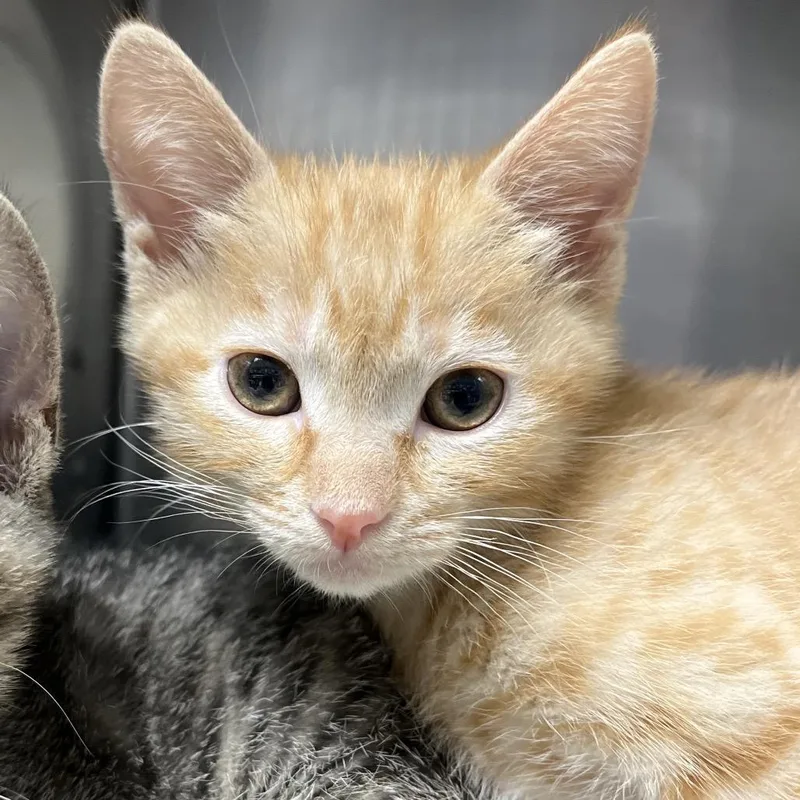 A baby small-sized female Orange / Red Domestic Short Hair cat named Falin for adoption in Long Beach, CA