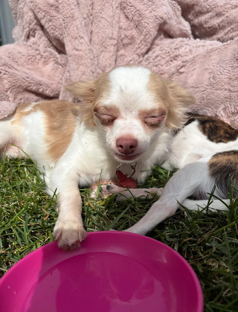 A young small-sized male Chihuahua dog named Logan for adoption in Grafton, WI