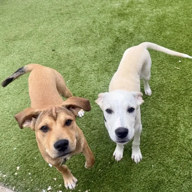 A young medium-sized male White / Cream American Staffordshire Terrier dog named Roanoke for adoption in Houston, TX