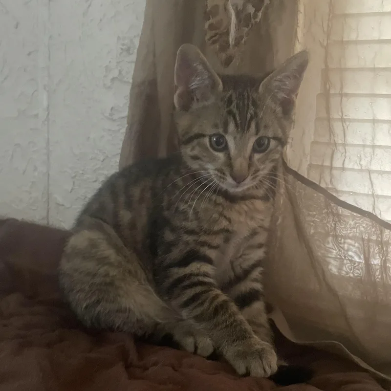 A baby medium-sized male Domestic Short Hair cat named Gilbert for adoption in Ellensburg, WA