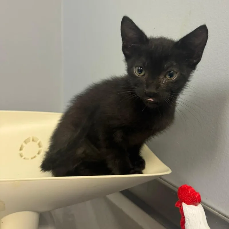 A baby small-sized male Black Domestic Short Hair cat named Alucard for adoption in Columbus, GA
