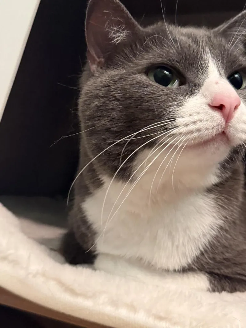 An adult medium-sized female Gray / Blue / Silver Domestic Short Hair cat named Jade Boots for adoption in Chandler, AZ
