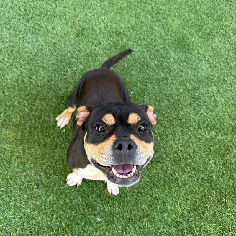 An adult medium-sized female Black American Staffordshire Terrier dog named Cinnamon for adoption in LOXAHATCHEE, FL