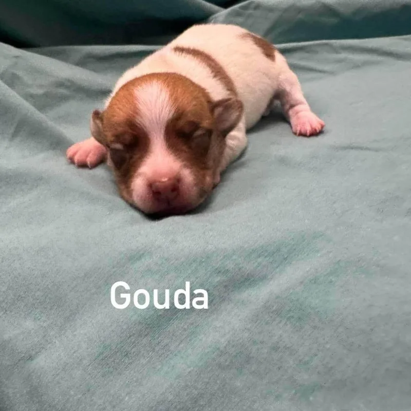 A baby small-sized male Chihuahua dog named Gouda for adoption in Long Island City, NY