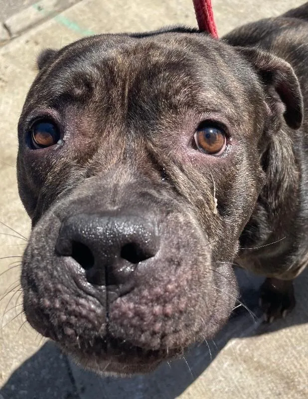 An adult large-sized female Brindle Mixed Breed dog named Renesme' for adoption in Cincinnati, OH