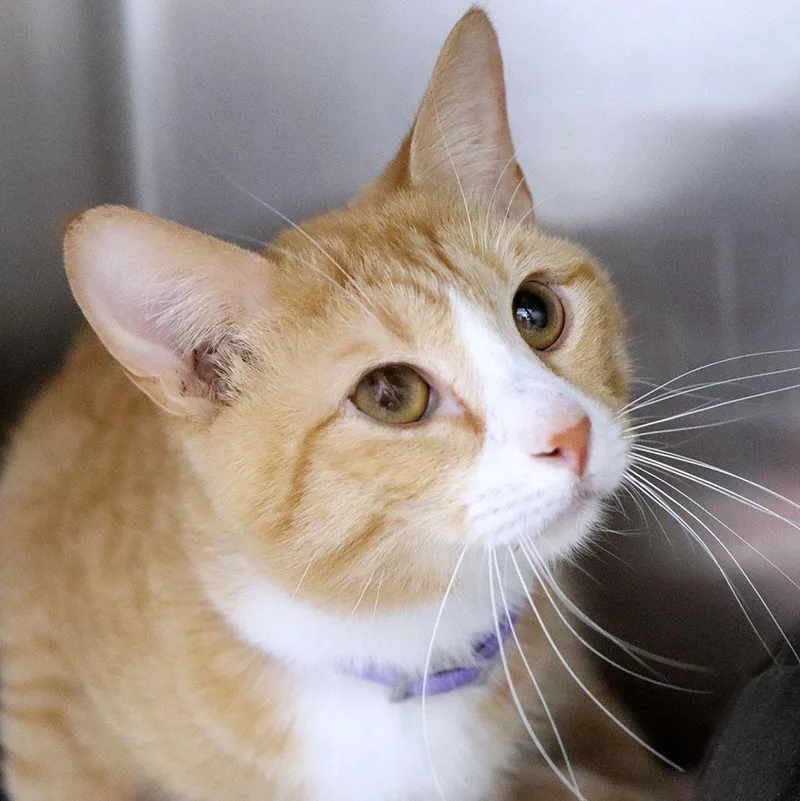 A young medium-sized male Domestic Short Hair cat named Panthro for adoption in Kansas City, KS