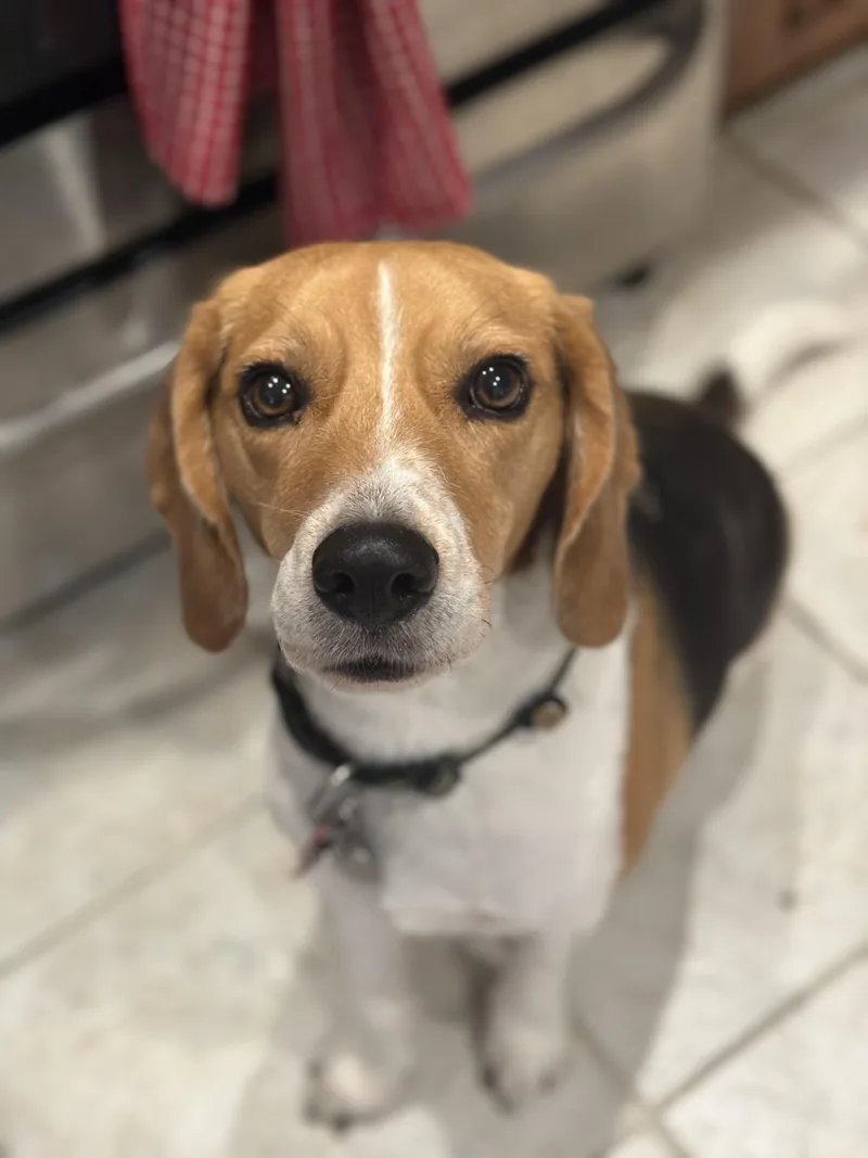 An adult medium-sized male Beagle dog named Roland for adoption in Phoenix, AZ