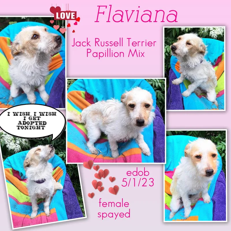 Flaviana Wvt thumbnail 2