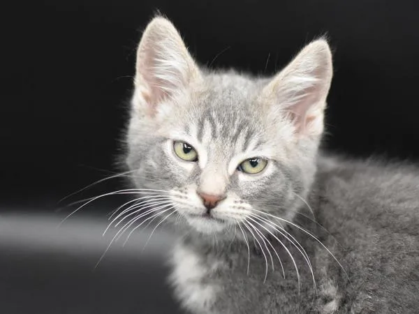 A baby small-sized male Domestic Short Hair cat named Guppy for adoption in Portland, OR