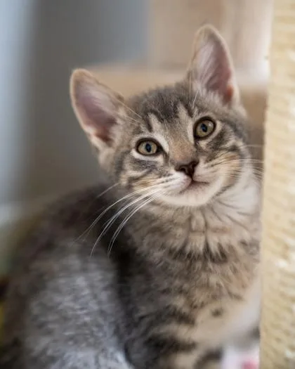 A baby small-sized male Domestic Short Hair cat named Steffen for adoption in Pequot Lakes, MN