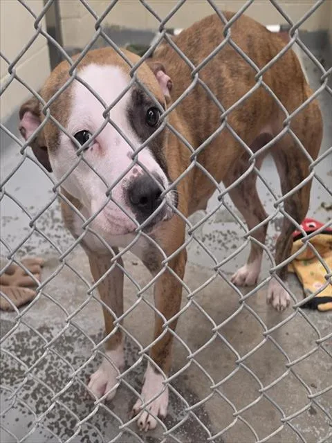 A young medium-sized female Pit Bull Terrier dog named Bridget for adoption in Anchorage, AK