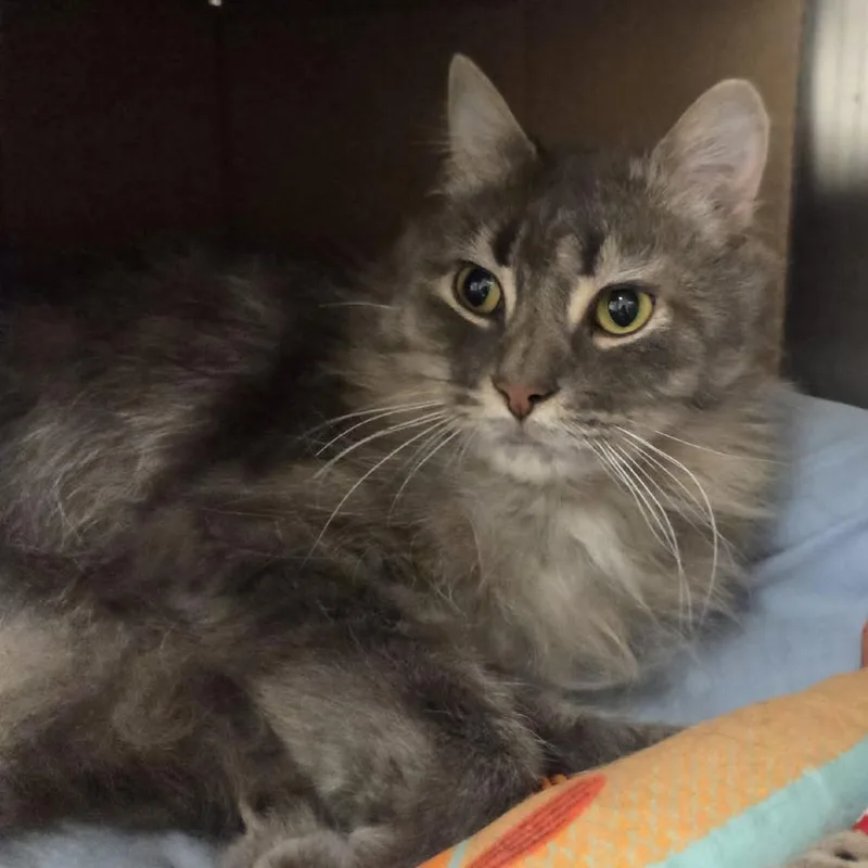 A senior medium-sized male Gray / Blue / Silver Domestic Long Hair cat named Gandolf for adoption in Ballston Spa, NY