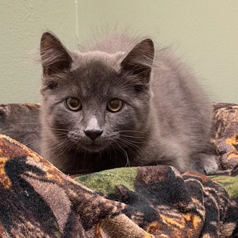 A baby small-sized male Domestic Medium Hair cat named Smoky for adoption in Middlebury, VT