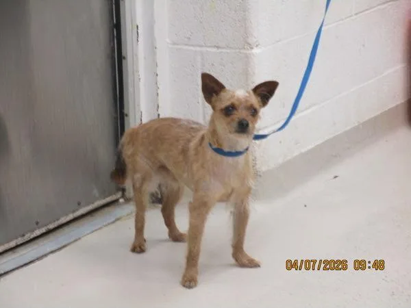 A young small-sized male Terrier dog named Brown for adoption in Marietta, GA
