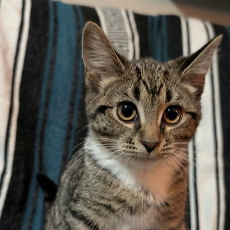 A baby medium-sized female Tabby (Buff / Tan / Fawn) Domestic Short Hair cat named Nessa for adoption in Orange, VA