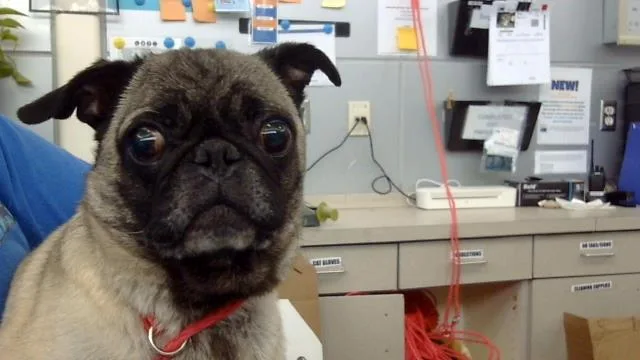 An adult small-sized female Pug dog named Monoco for adoption in Dallas, TX