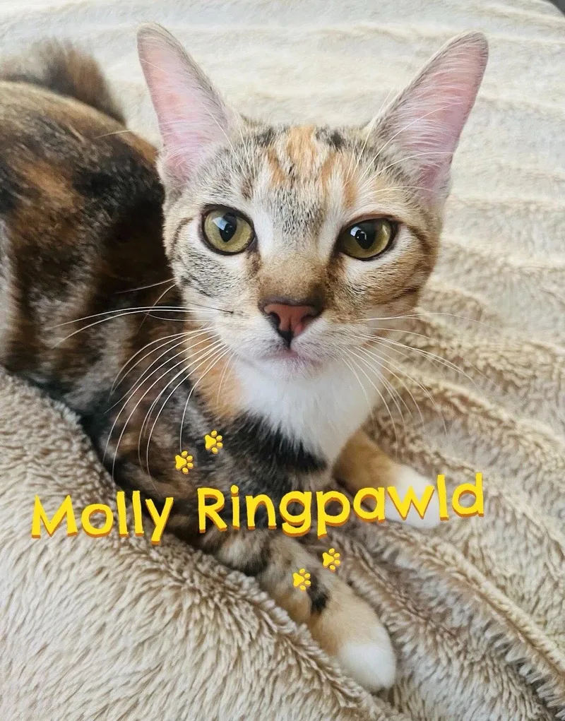 Molly Ringpawld thumbnail 2