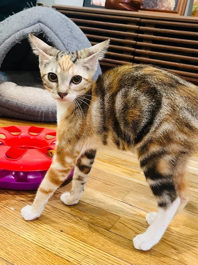 Molly Ringpawld thumbnail 3