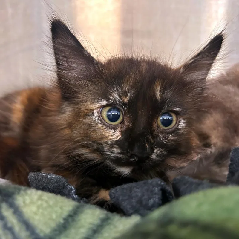 A baby small-sized female Tortoiseshell Domestic Short Hair cat named Veronica for adoption in Woodinville, WA