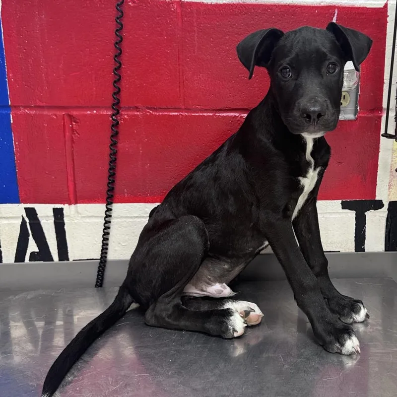 A baby small-sized male Black Labrador Retriever dog named Crab Rangoon for adoption in Lufkin, TX