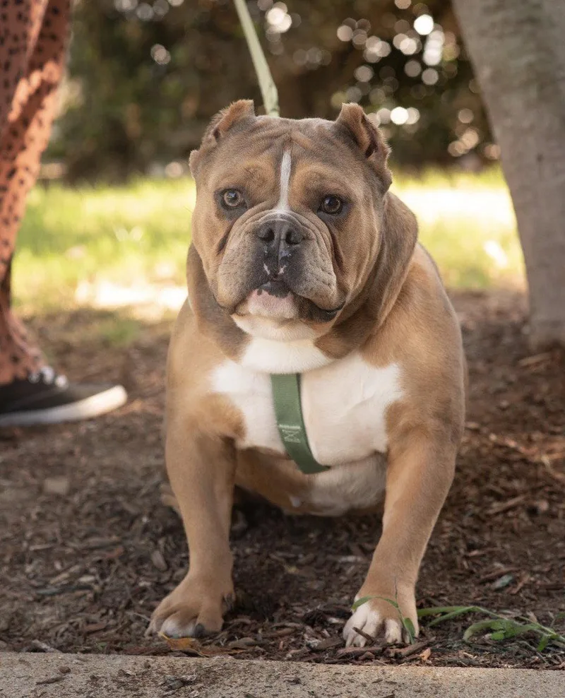 A young large-sized female American Bulldog dog named Bella for adoption in Southaven, MS