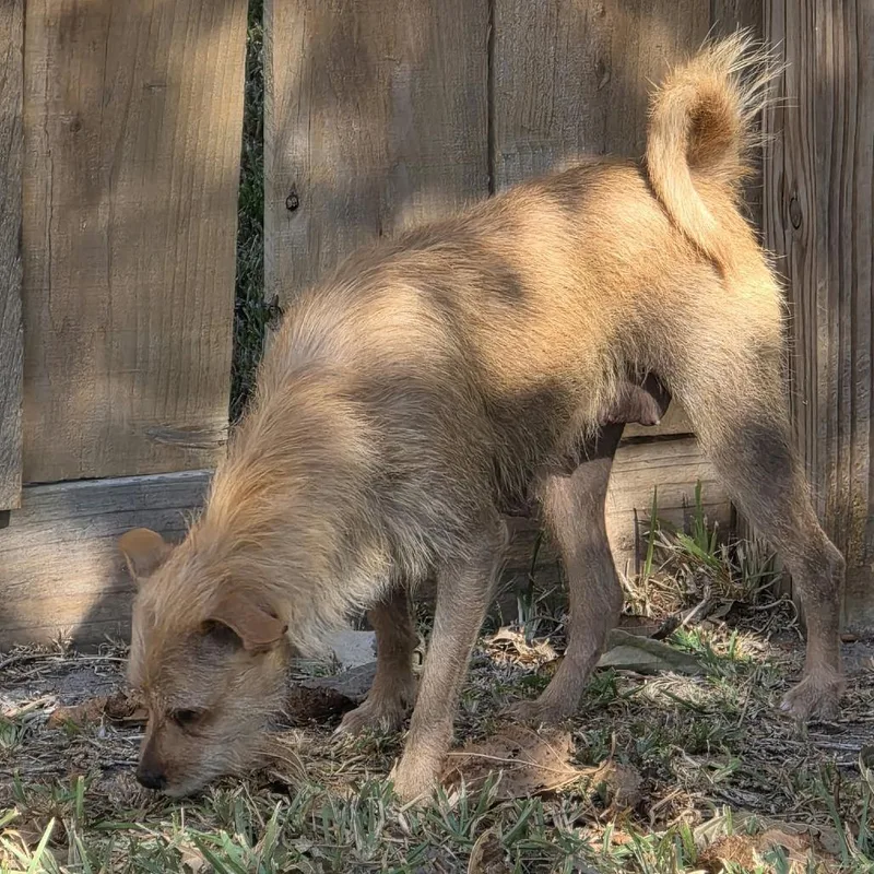 An adult small-sized female Brown / Chocolate Terrier dog named Bailey for adoption in Santa Fe, TX