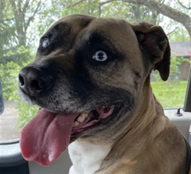 A young medium-sized female Siberian Husky dog named Bright for adoption in Indianapolis, IN