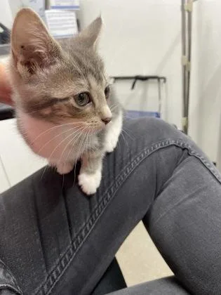 A baby small-sized female Domestic Short Hair cat named Boots for adoption in West Chester, PA