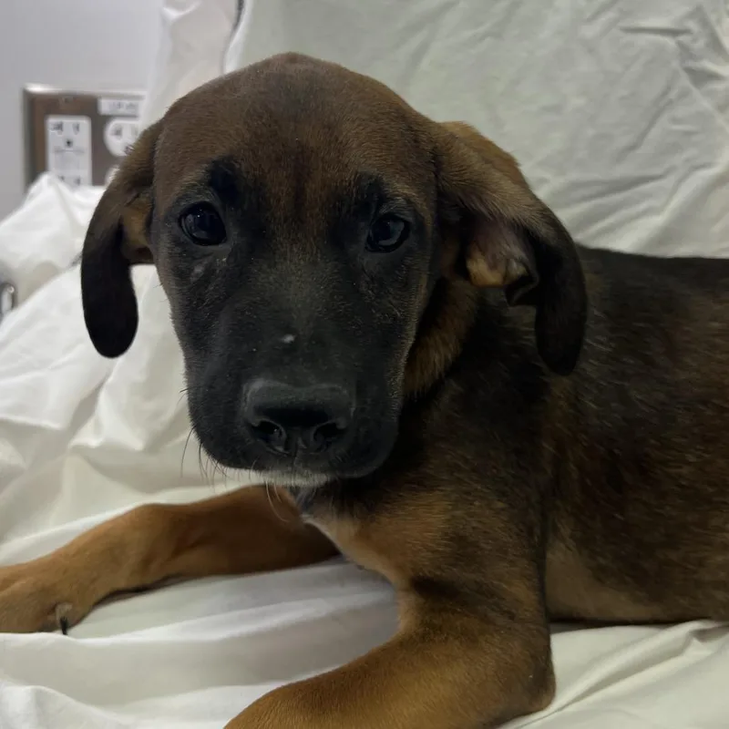 A baby medium-sized male Brown / Chocolate English Coonhound dog named Symon for adoption in Austin, TX