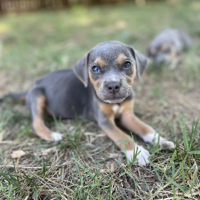 A baby medium-sized female Gray / Blue / Silver Beagle dog named Sriracha for adoption in Rock Hill, SC