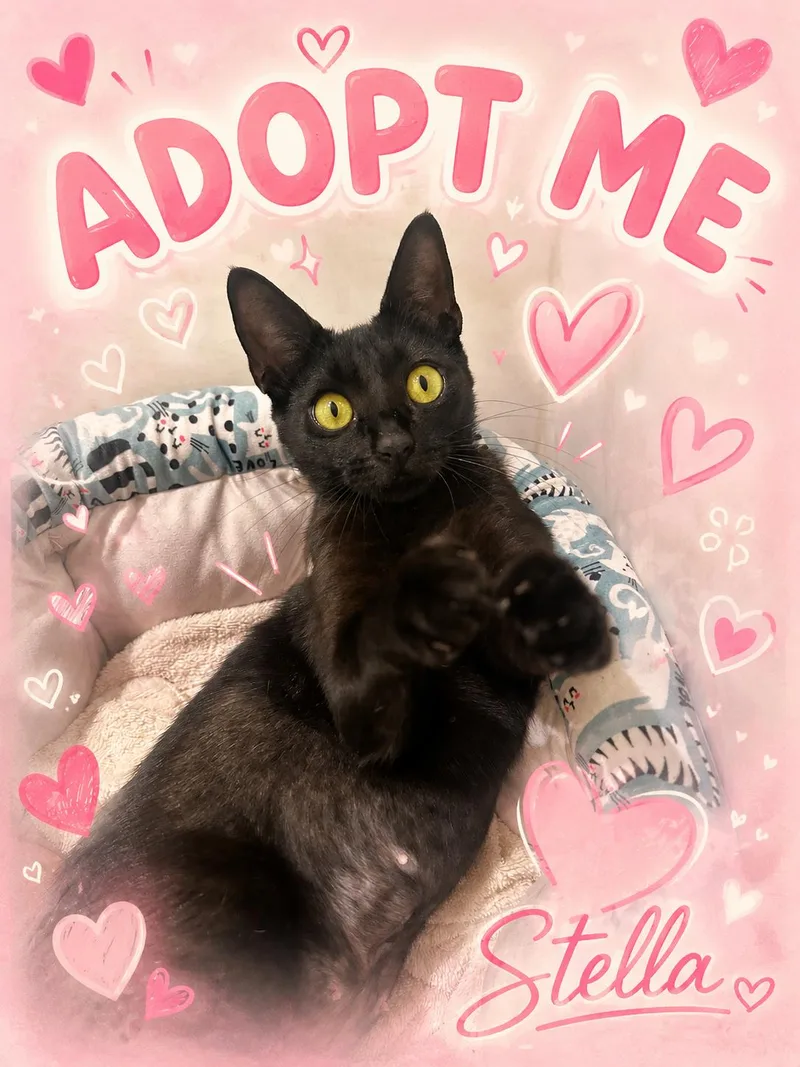 A young medium-sized female Black Domestic Short Hair cat named Stella for adoption in Miami, FL