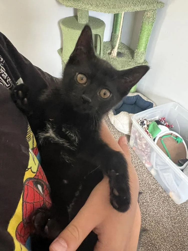 A baby medium-sized female Black Domestic Short Hair cat named Lihua for adoption in Clinton Township, MI