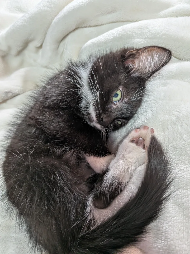 A baby medium-sized male Black Domestic Short Hair cat named Steve for adoption in Fruit Heights, UT