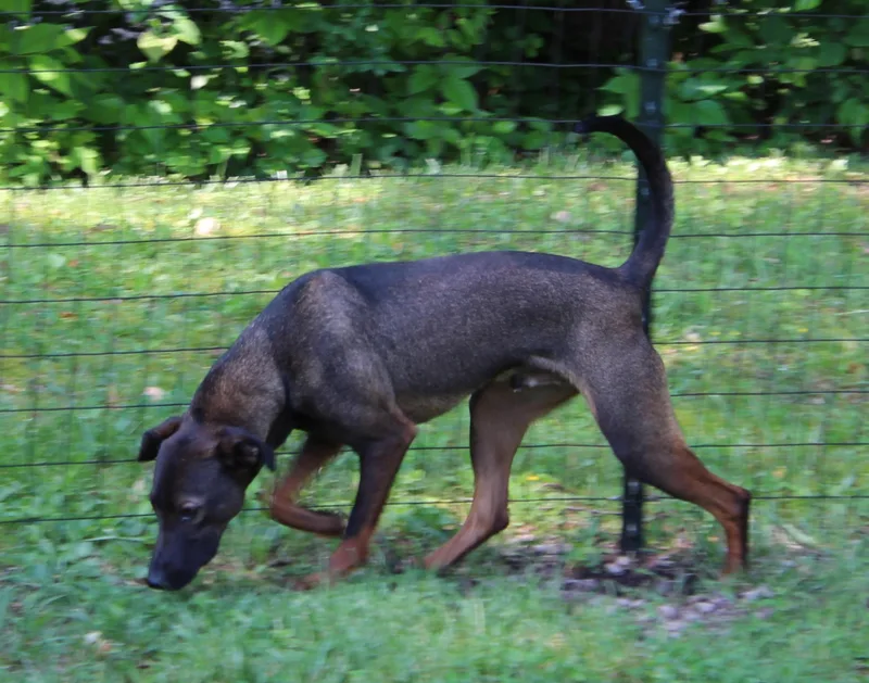 Squirrel thumbnail 2