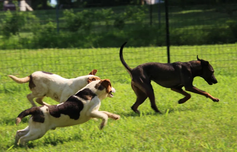 Squirrel thumbnail 3