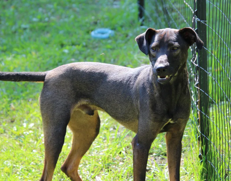 Squirrel thumbnail 4