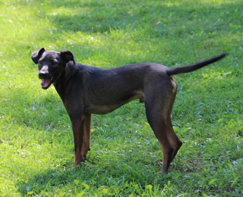 Squirrel thumbnail 5