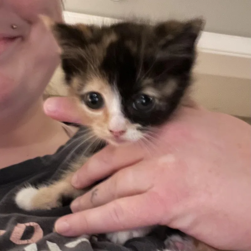Delilah