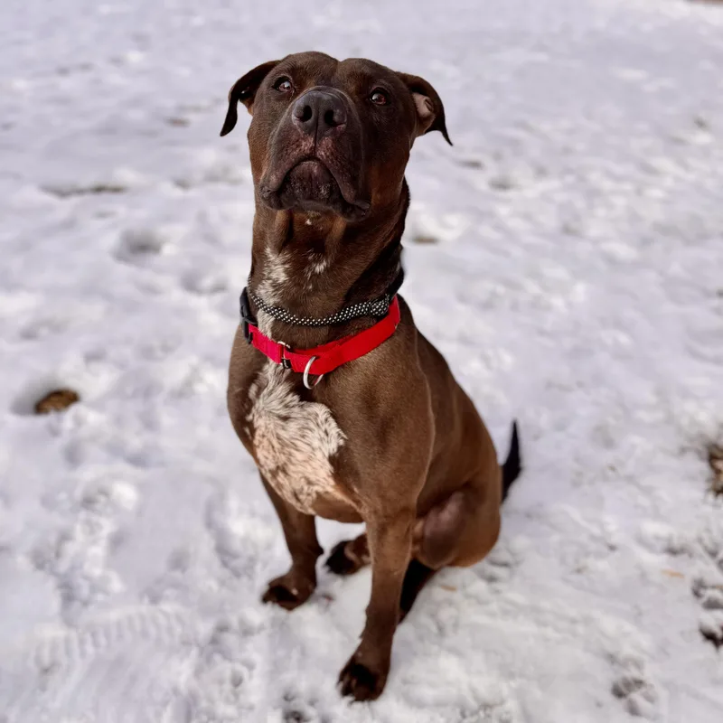 Sloppy Joe thumbnail 2