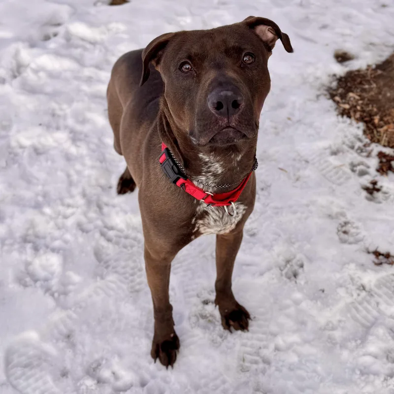 Sloppy Joe thumbnail 3