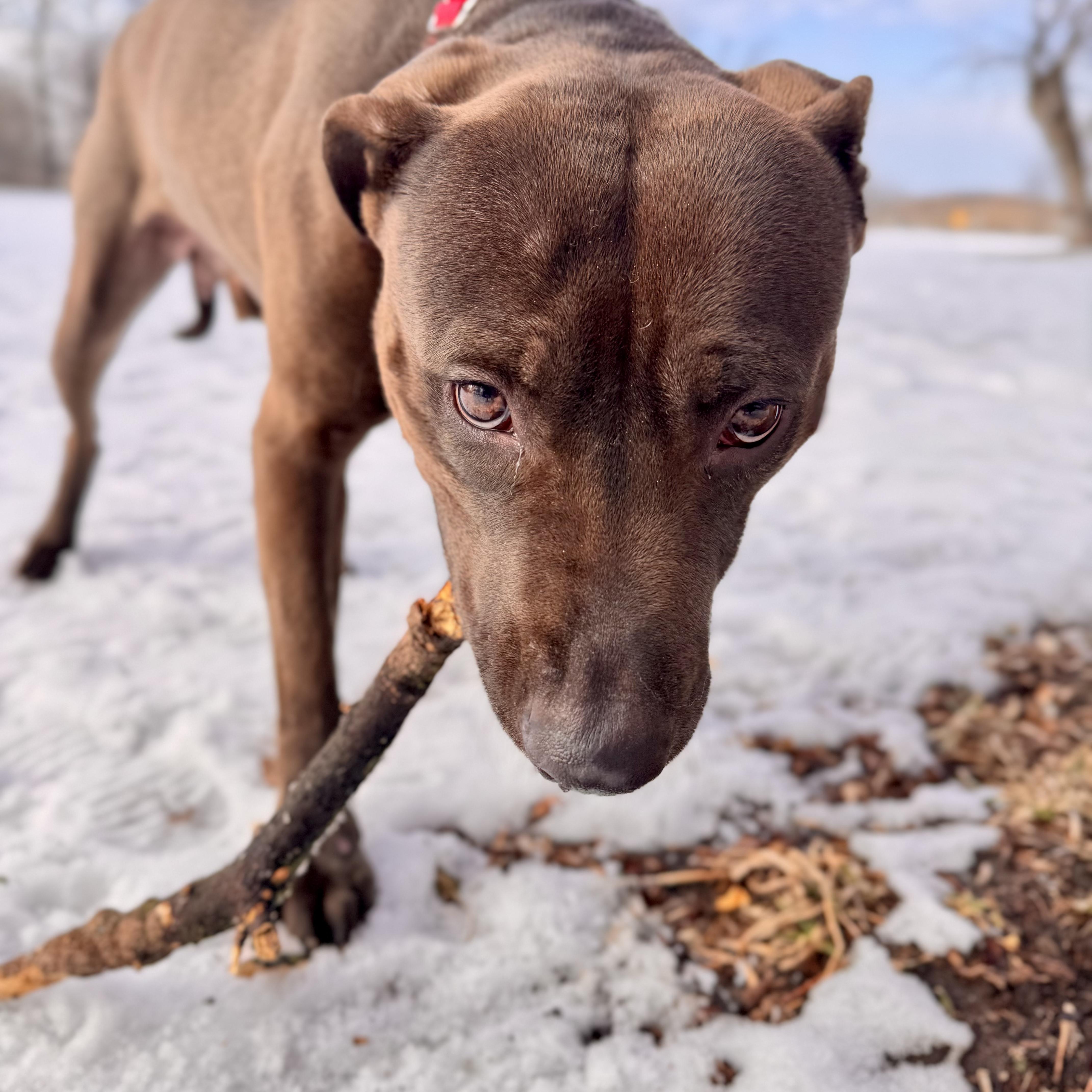 Sloppy Joe thumbnail 4