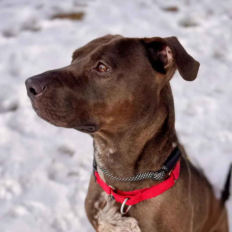 Sloppy Joe thumbnail 5