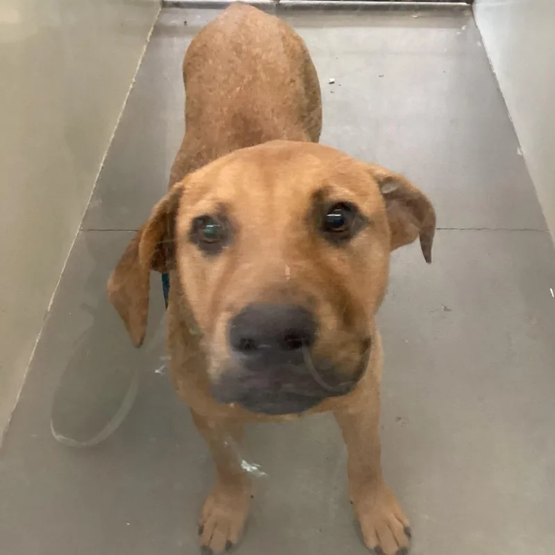 A young small-sized male Brown / Chocolate Terrier dog named Ira for adoption in Montgomery, AL