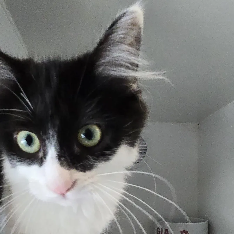 A baby small-sized female Black Domestic Short Hair cat named Carrot for adoption in Dearborn, MI