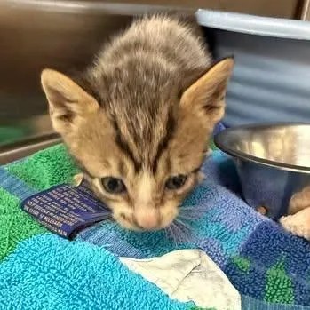 A baby medium-sized female Tabby (Brown / Chocolate) Domestic Short Hair cat named Ava for adoption in Beulaville, NC