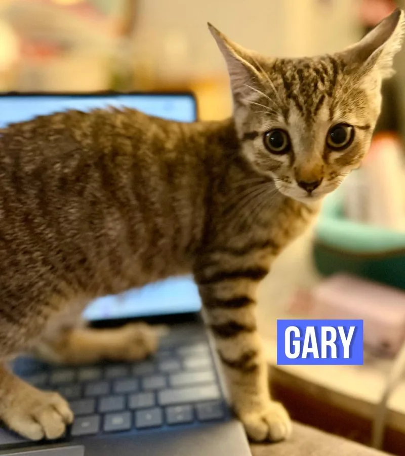 A baby medium-sized male Domestic Short Hair cat named Gary for adoption in Hoover , AL