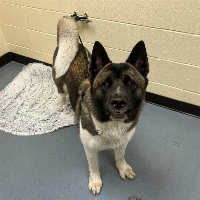 A young large-sized female Akita dog named Akita for adoption in Denver, CO