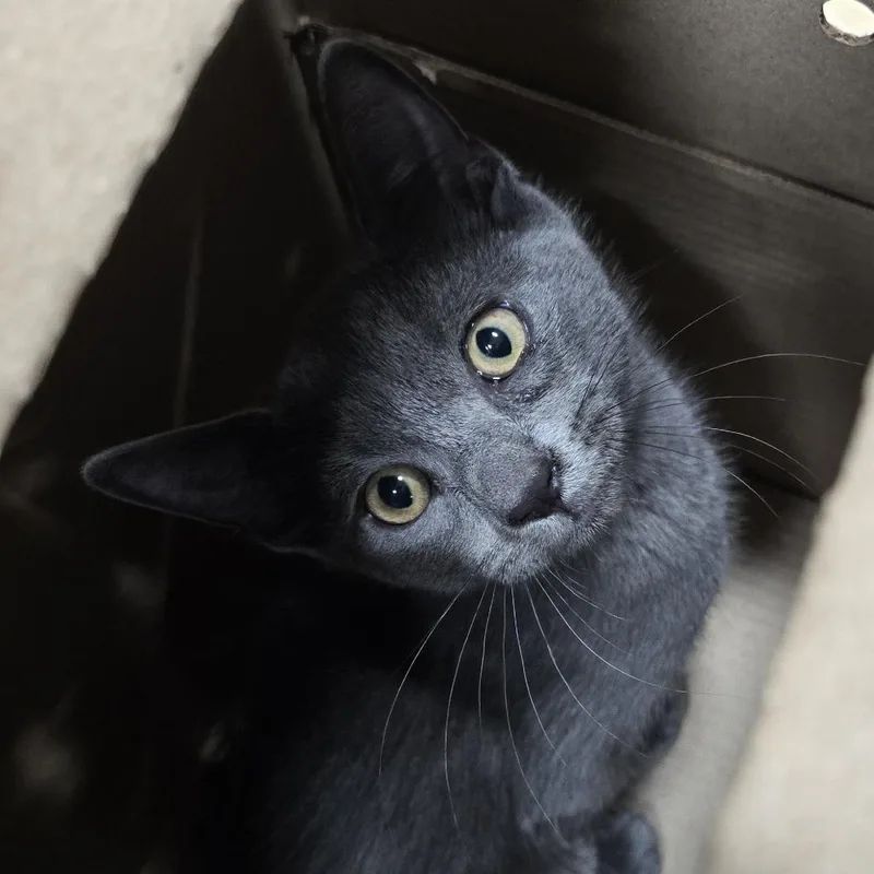 A baby small-sized male Gray / Blue / Silver Domestic Short Hair cat named Kit Kat for adoption in Newark, NJ