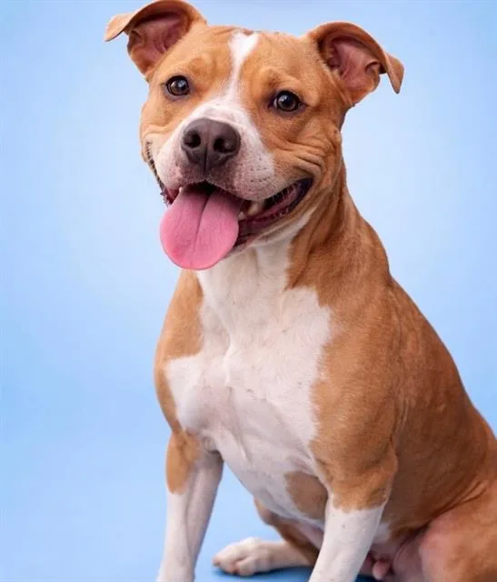 An adult medium-sized female Mixed Breed dog named Creek for adoption in Jacksonville, FL
